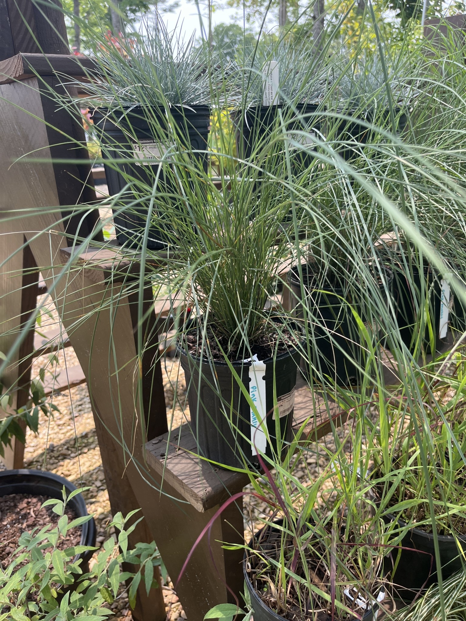 Grass Muhly Pink 1 GAL