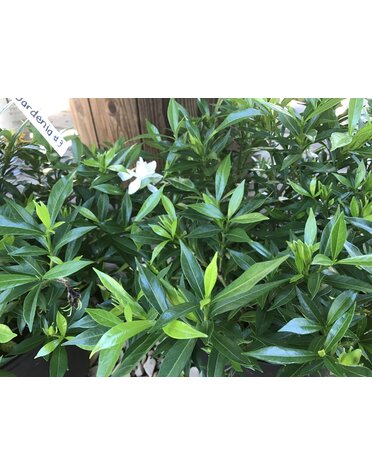 Gardenia Jasminoides 'Frost Proof'  3G