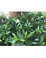 Gardenia, Gardenia jasminoides 'Frostproof' 3G