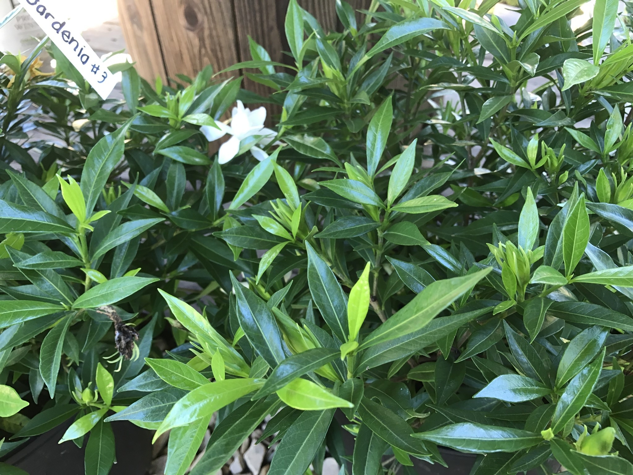 Gardenia, Gardenia jasminoides 'Frostproof' 3G