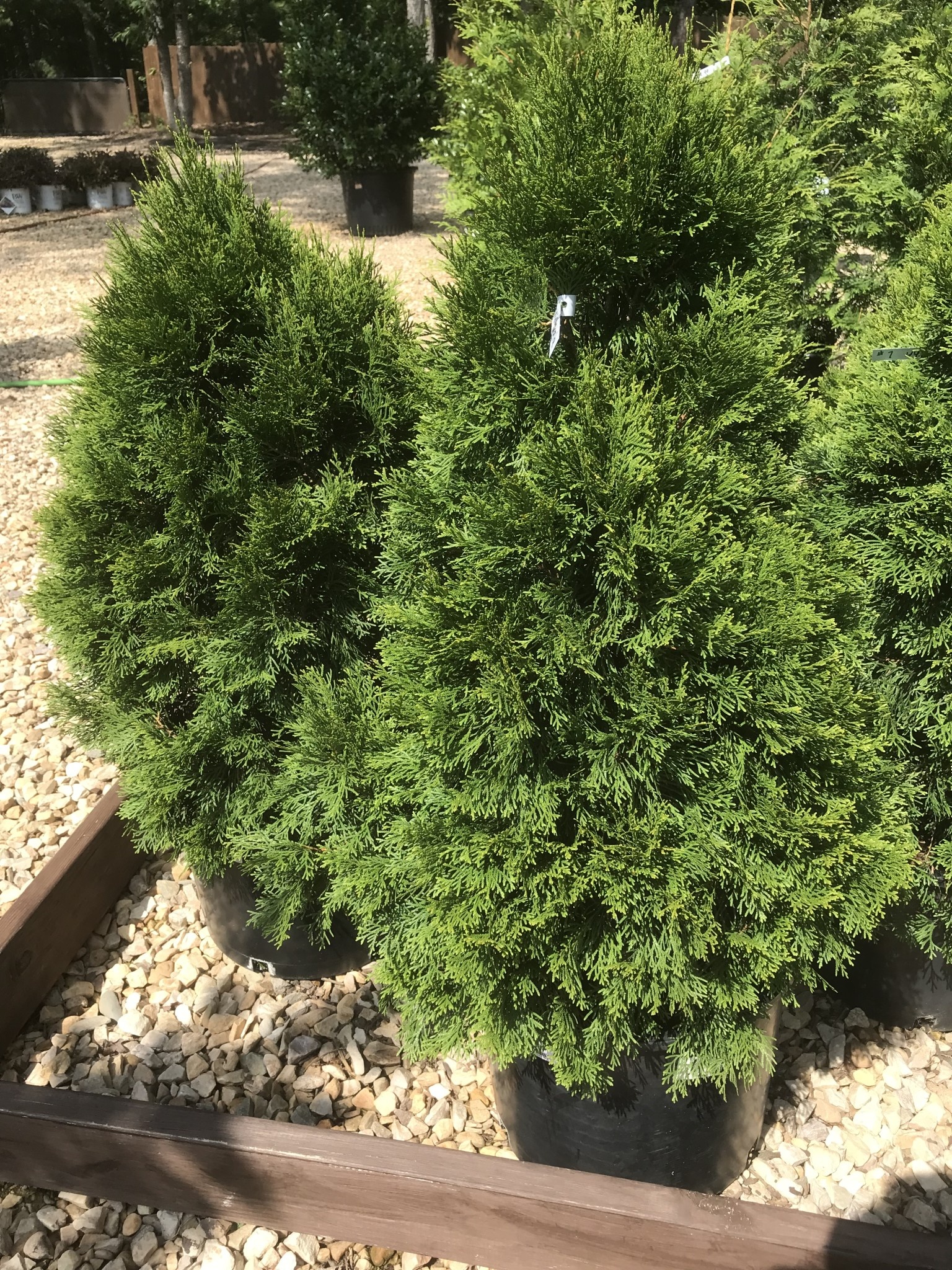 Arborvitae, Thuja occidentalis 'Emerald Green' 7G