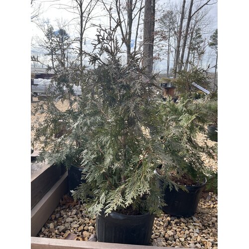 Arborvitae, Thuja occidentalis 'Green Giant' 5G