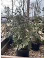 Arborvitae, Thuja occidentalis 'Green Giant' 5G