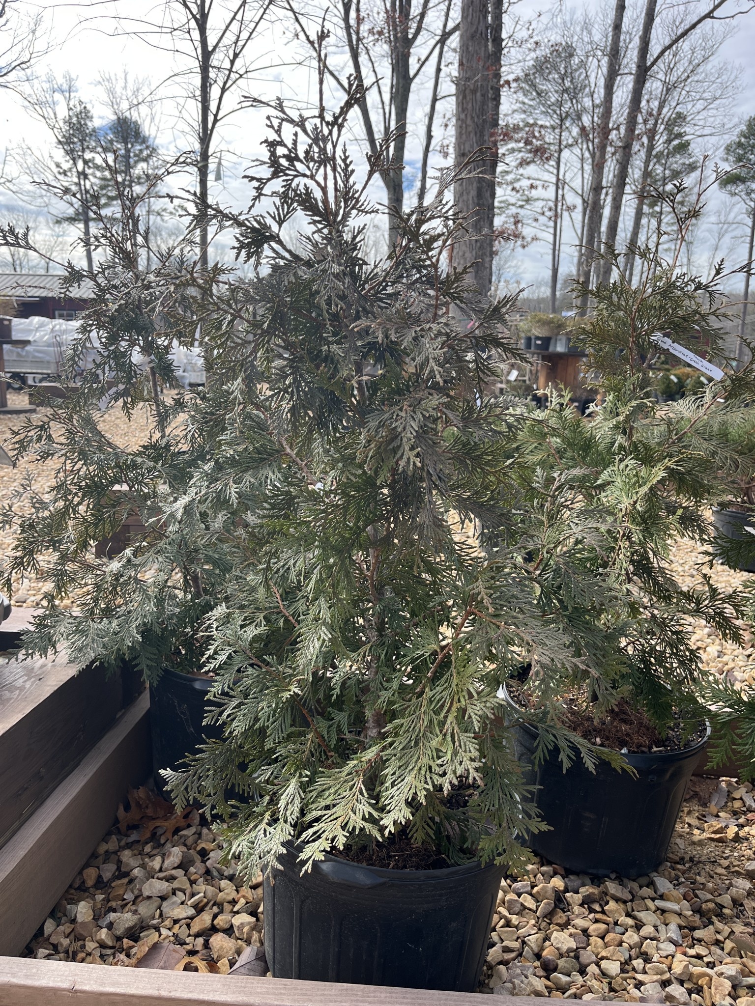 Arborvitae, Thuja occidentalis 'Green Giant' 5G