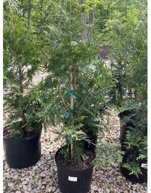 Arborvitae, Thuja occidentalis 'Green Giant' 3G