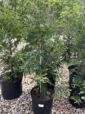 Arborvitae, Thuja occidentalis 'Green Giant' 3G