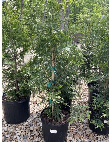 Arborvitae, Thuja occidentalis 'Green Giant' 3G
