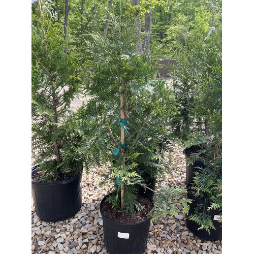 Arborvitae, Thuja occidentalis 'Green Giant' 3G
