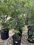 Arborvitae, Thuja occidentalis 'Green Giant' 3G