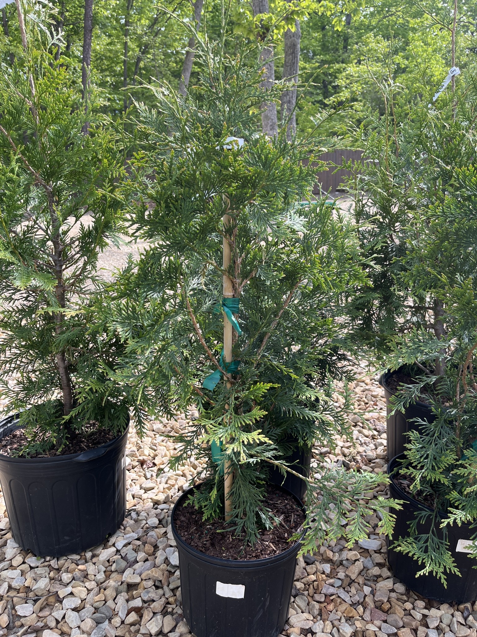 Arborvitae, Thuja occidentalis 'Green Giant' 3G