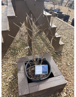 Chionanthus Retusus Chinese Fringetree #10