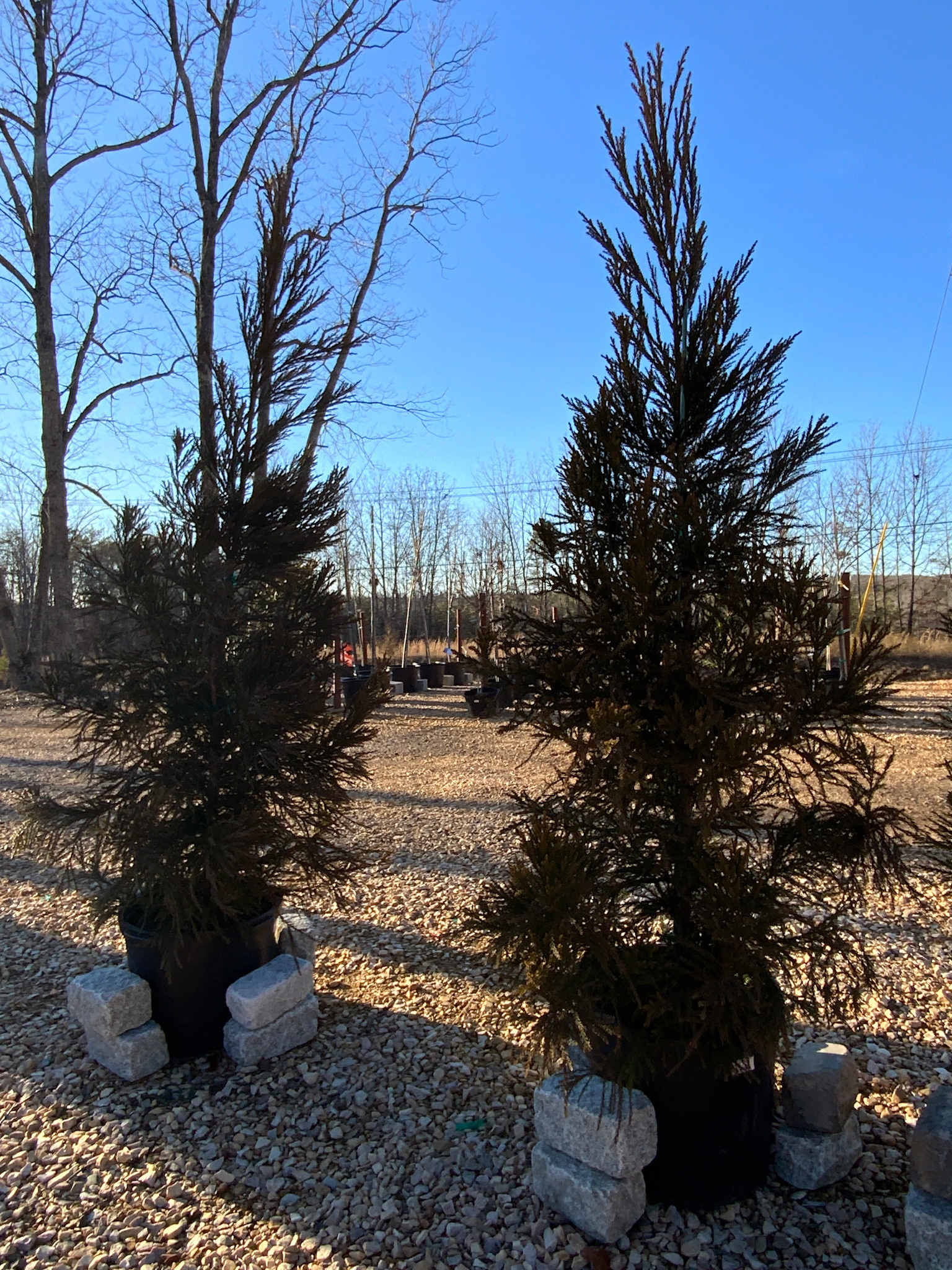 Cryptomeria japonica 'Radicans'
