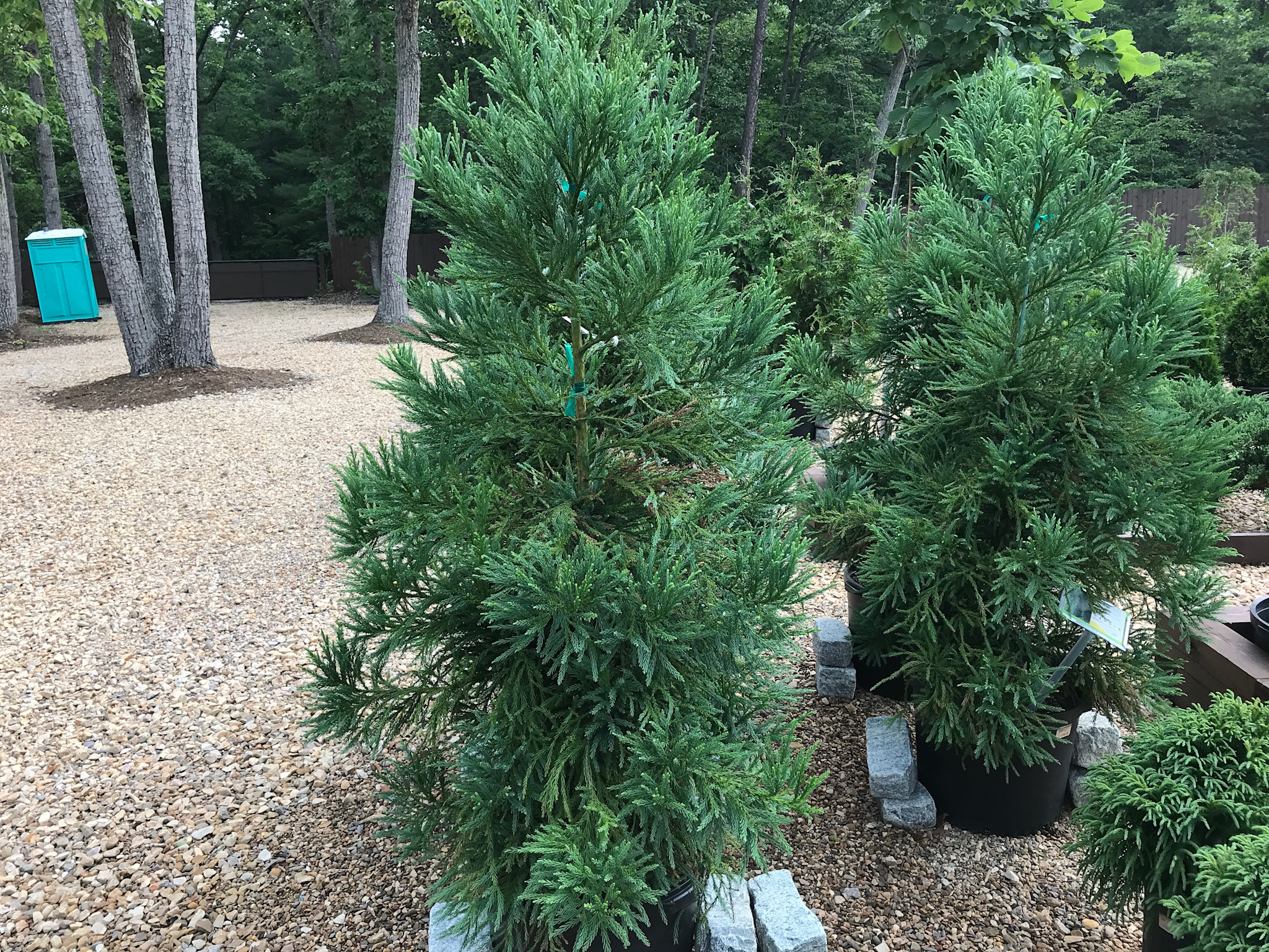 Cryptomeria japonica 'Radicans'
