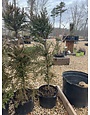 Cryptomeria japonica 'Radicans' 5G