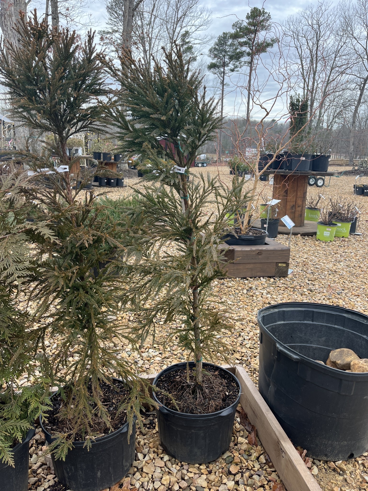 Japanese Cedar, Cryptomeria japonica 'Radicans' 5G