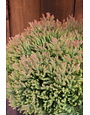 Arborvitae, Thuja occidentalis 'Congabe' Fire Chief™ 3G NATIVE