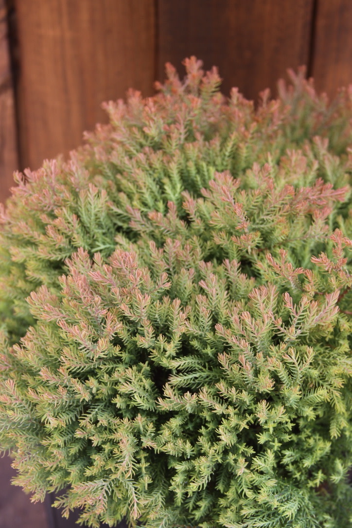 Arborvitae, Thuja occidentalis 'Congabe' Fire Chief™ 3G NATIVE