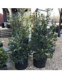Holly, Ilex x 'Nellie R. Stevens' 7G