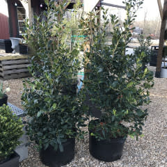 Holly, Ilex x 'Nellie R. Stevens' 7G