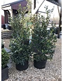 Holly, Ilex x 'Nellie R. Stevens' 10G