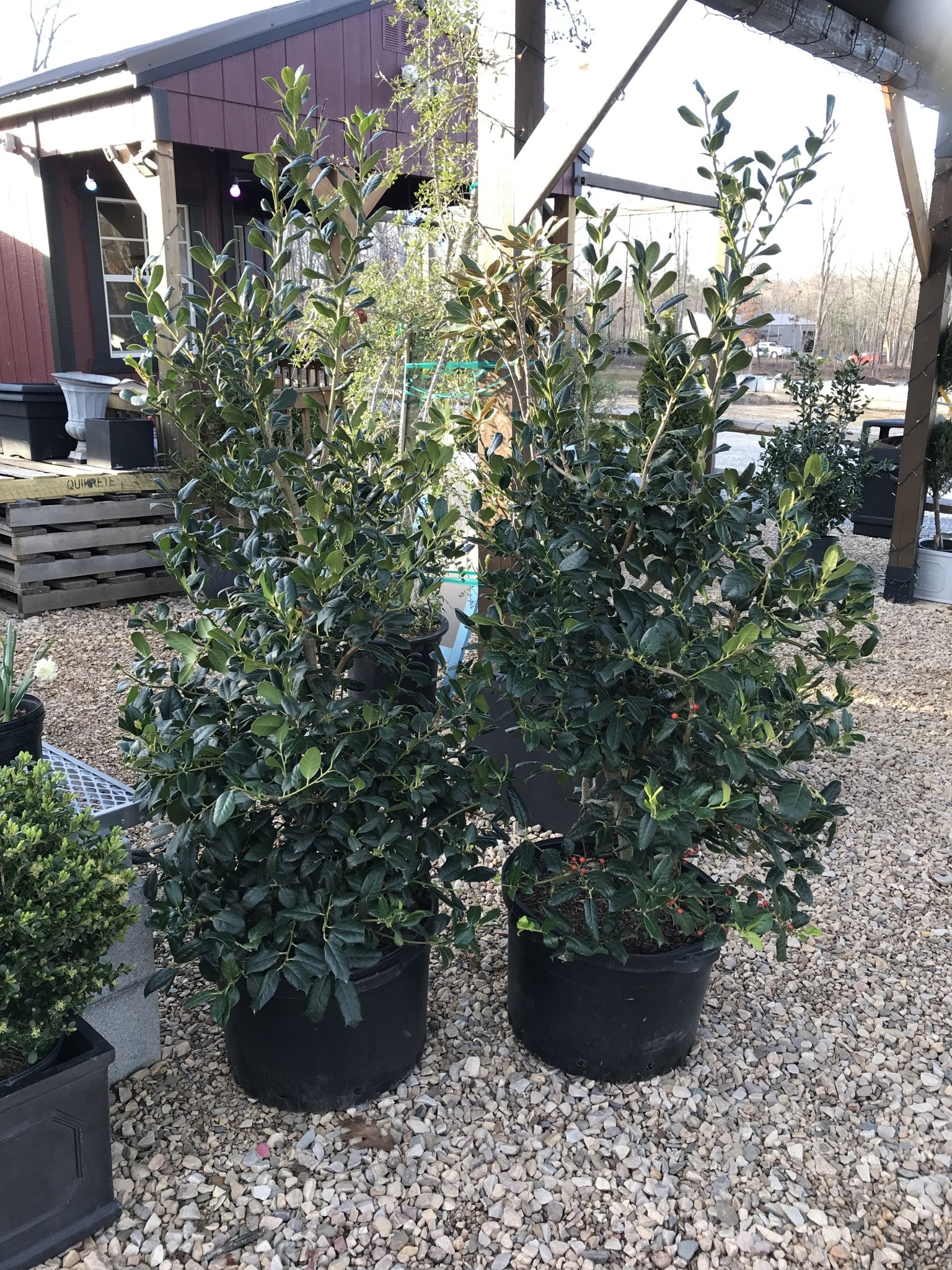 Holly, Ilex x 'Nellie R. Stevens' 10G