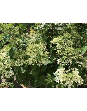 Hydrangea, Hydrangea paniculata 'Phantom' (Tree Form) 10G