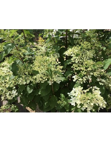 Hydrangea paniculata 'Phantom' 10G TREE