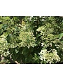 Hydrangea paniculata 'Phantom' 10G TREE