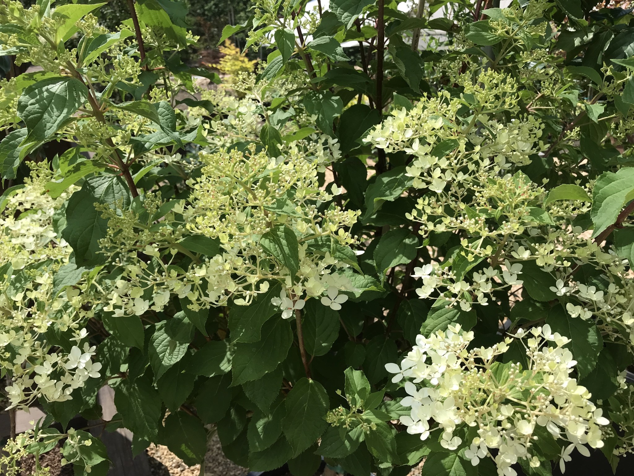 Hydrangea paniculata 'Phantom' 10G TREE