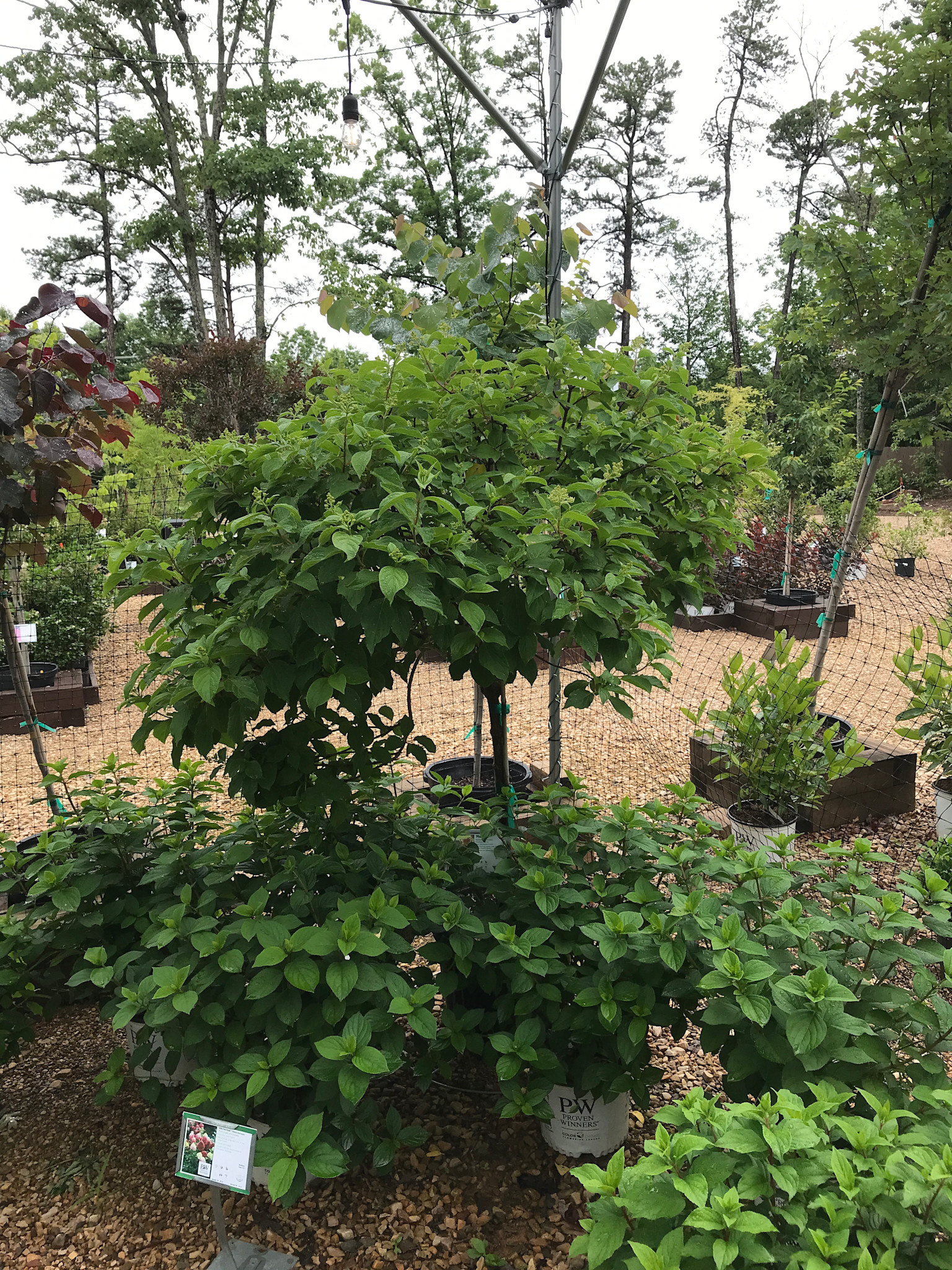 Hydrangea paniculata 'Phantom' 10G TREE