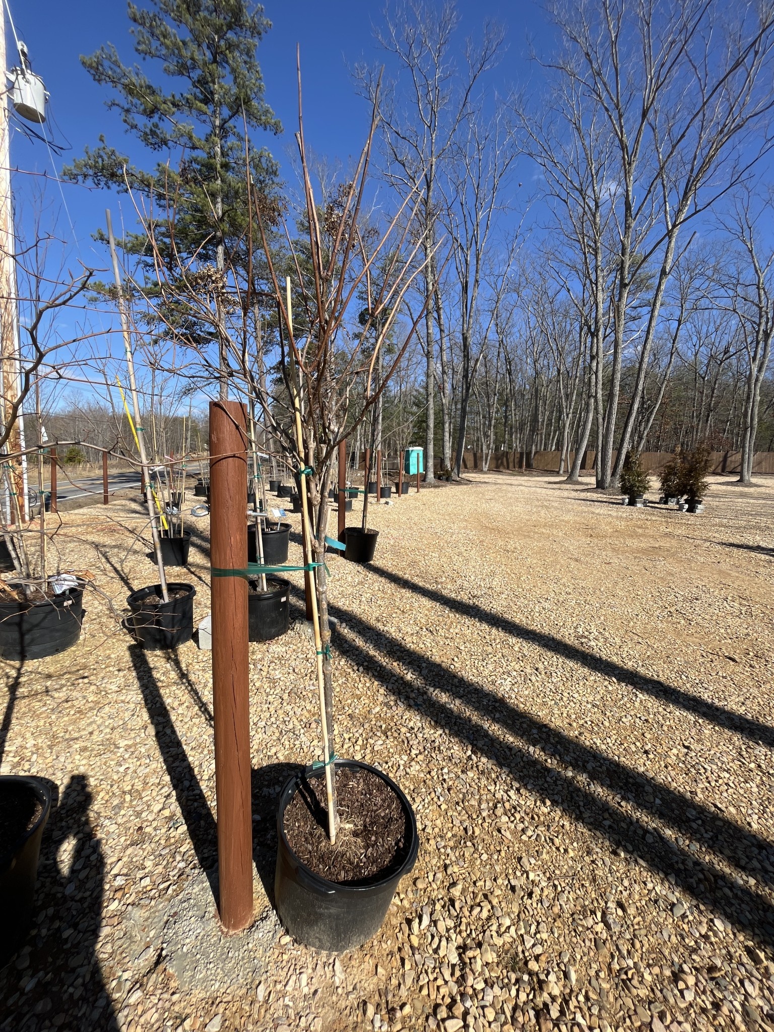 Hydrangea paniculata 'Phantom' 10G TREE