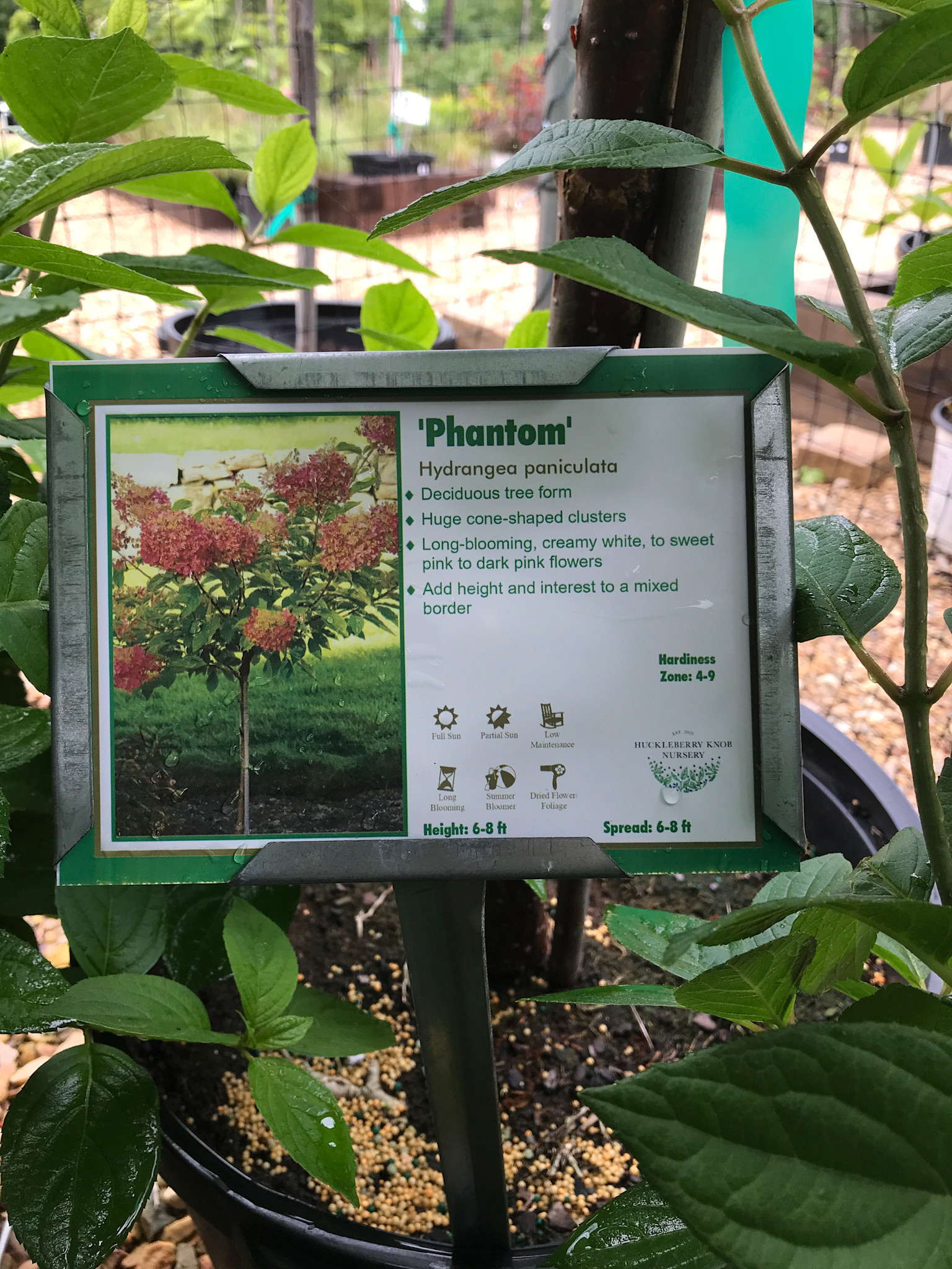 Hydrangea paniculata 'Phantom' 10G TREE