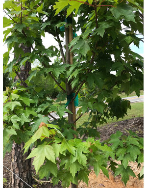 Maple, Red, Acer rubrum 'Frank Jr.' Redpointe® 15G