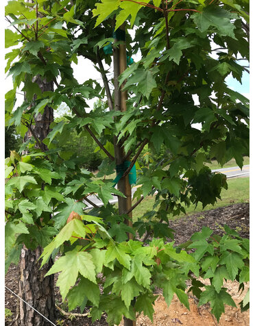 Maple, Red, Acer rubrum 'Frank Jr.' RedpointeÂ® 15G