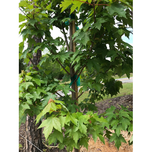 Maple, Red, Acer rubrum 'Frank Jr.' RedpointeÂ® 15G