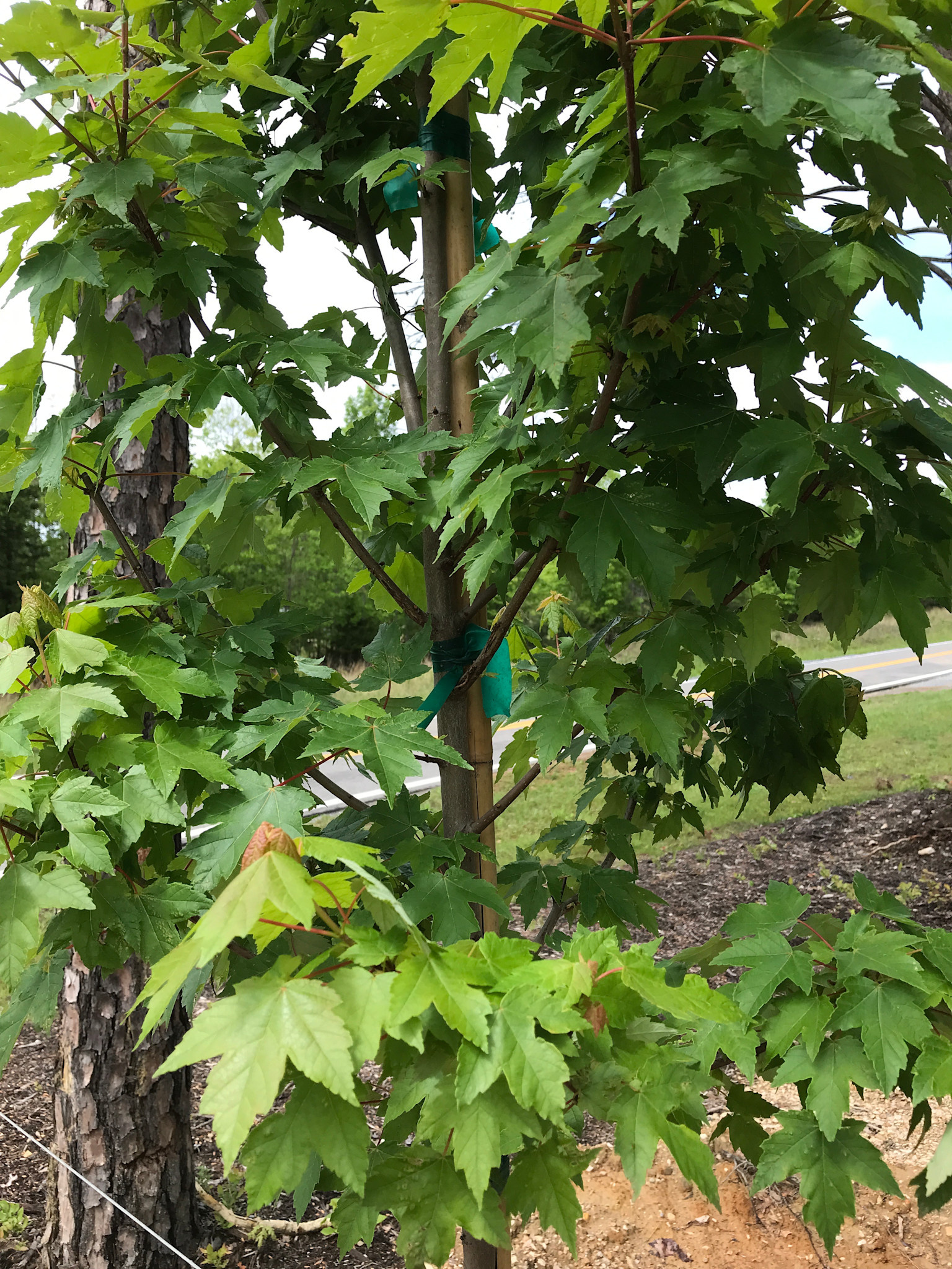 Maple, Red, Redpointe® Acer rubrum 'Frank Jr.' 15G