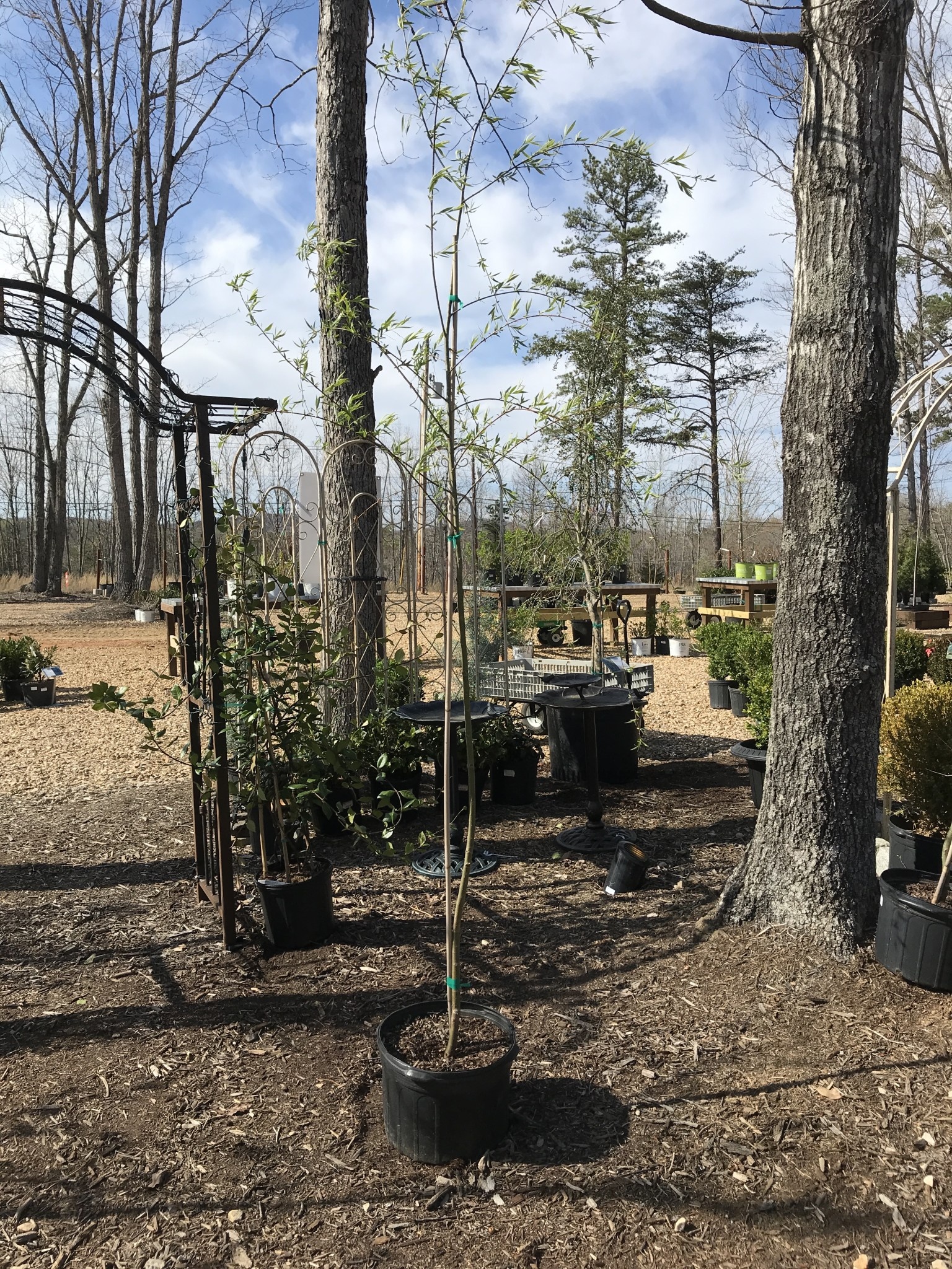 Willow, Salix babylonica 'Weeping Willow' 5G