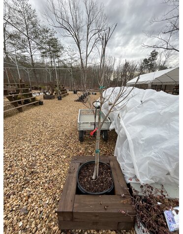 Dogwood, Cornus x 'Rutgan' STELLAR PINK® PP7207 10G