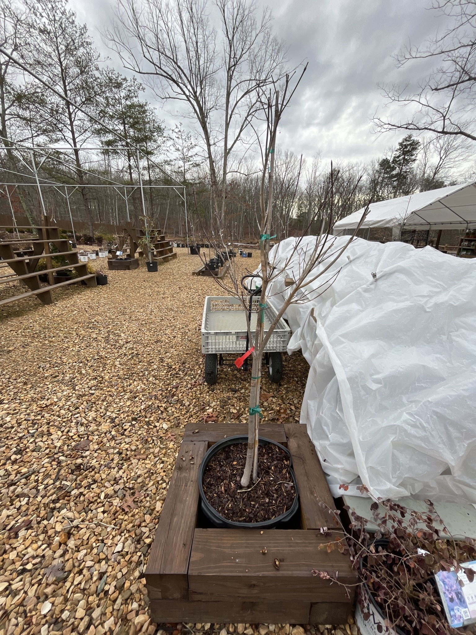 Dogwood, Cornus x 'Rutgan' STELLAR PINK® PP7207 10G