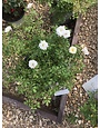 Rose, Drift, Rosa 'Meizorland' White Drift® 3G