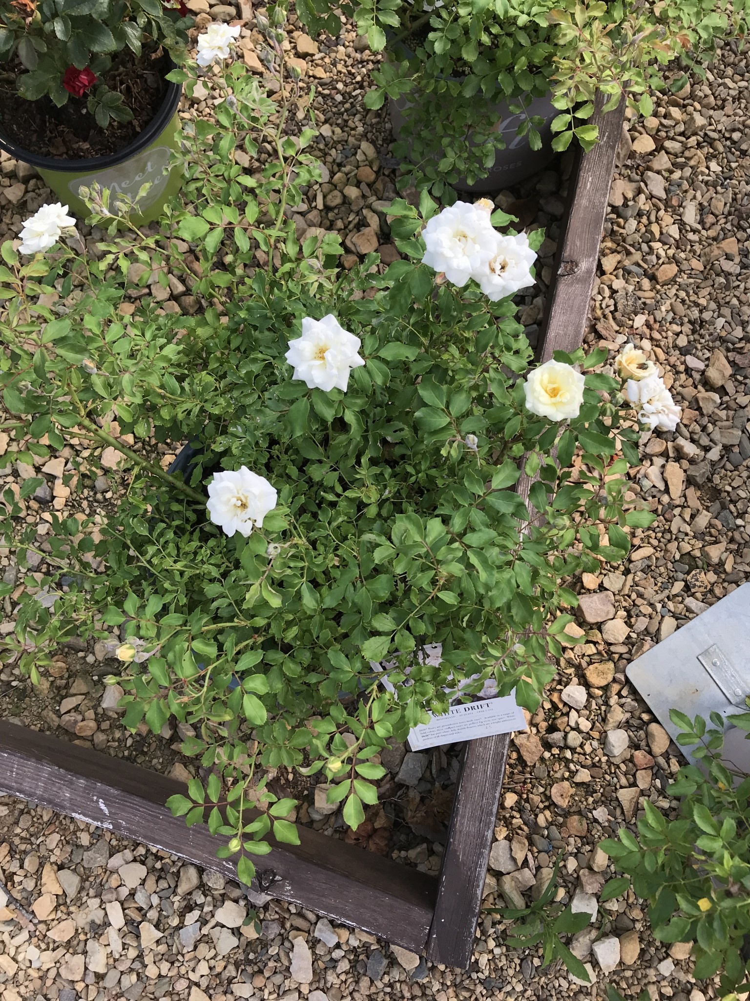 Rose, Drift, Rosa 'Meizorland' White Drift® 3G