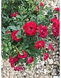 Red Drift  Groundcover Rose -- Rosa 'Meigalpio'