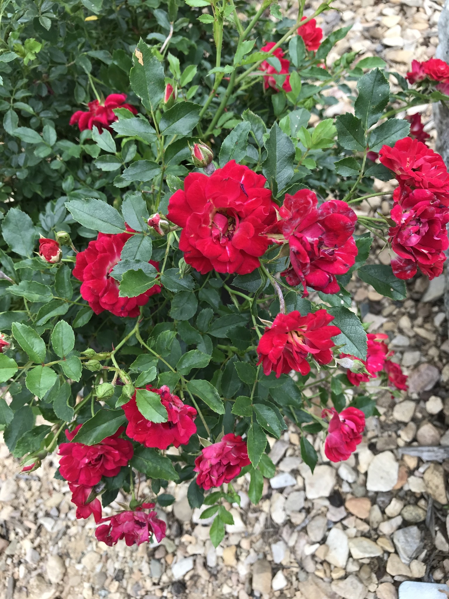 Red Drift  Groundcover Rose -- Rosa 'Meigalpio'