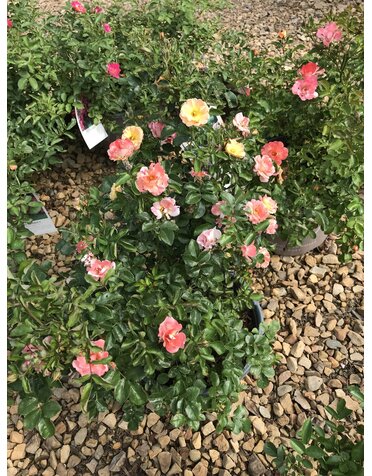 Peach Drift Groundcover Rose