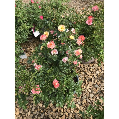 Peach Drift Groundcover Rose