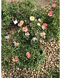 Peach Drift Groundcover Rose