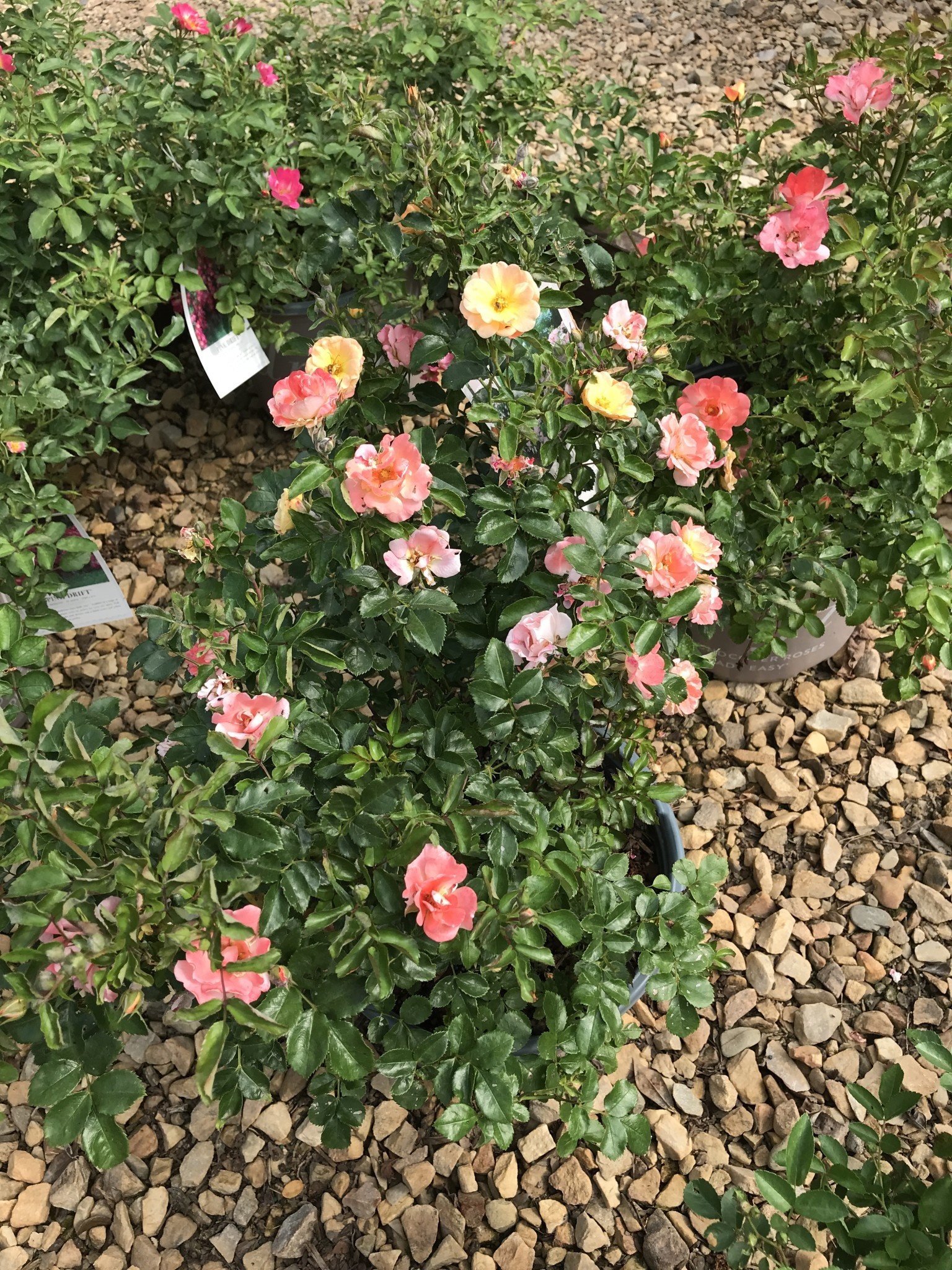Peach Drift Groundcover Rose