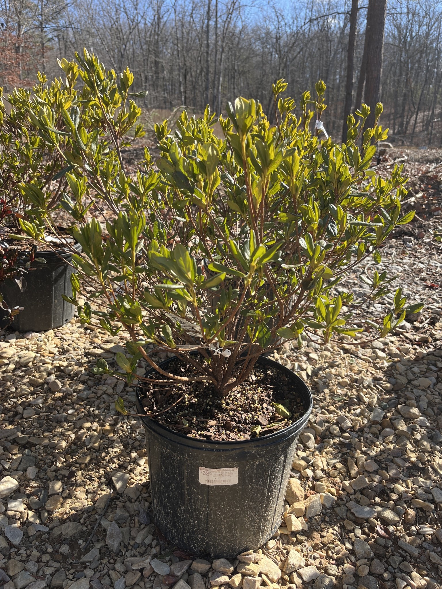 Azalea, Rhododendron 'Delaware Valley White' (White) 3G