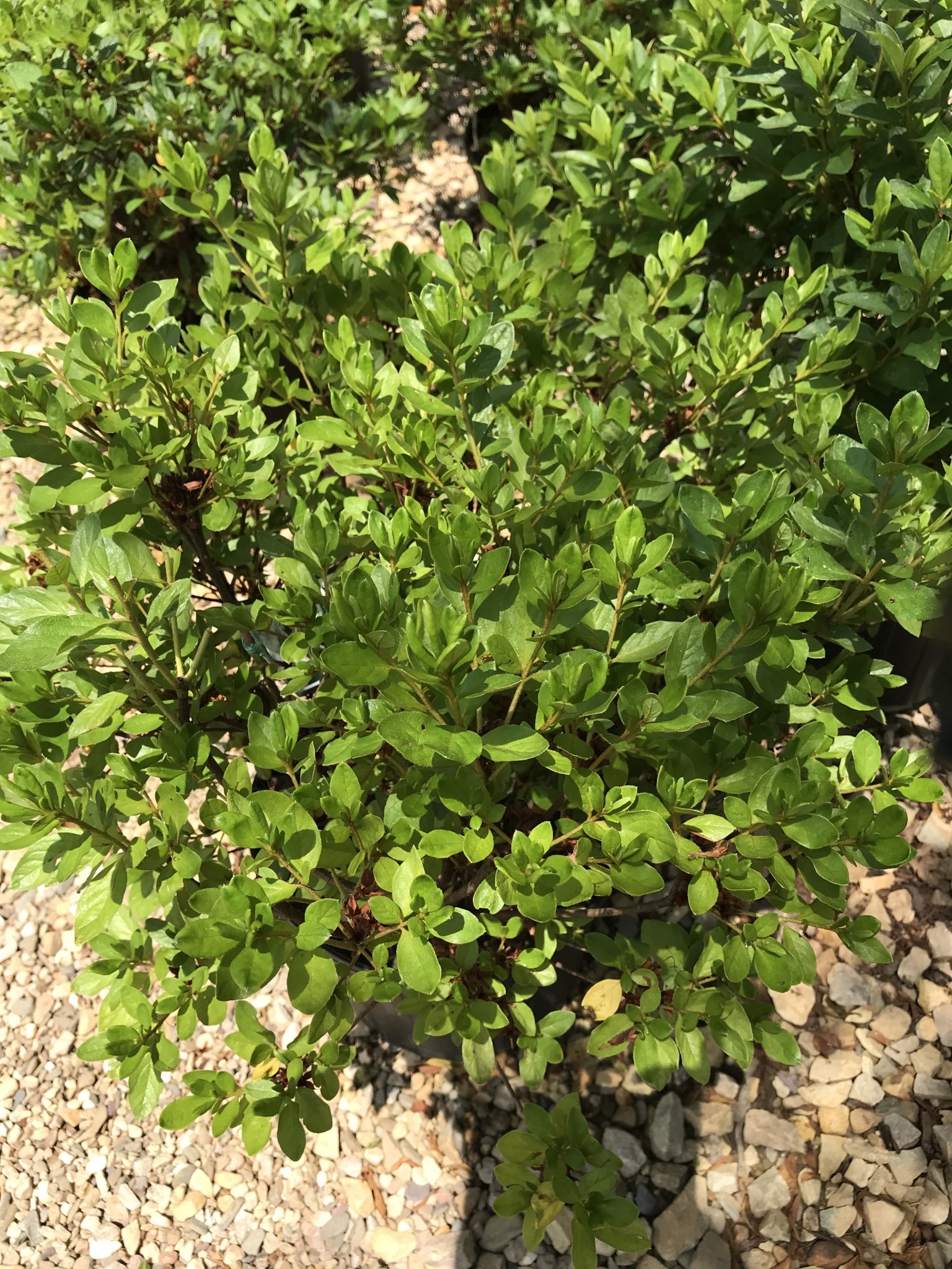 Azalea, Rhododendron 'Delaware Valley White' (White) 3G