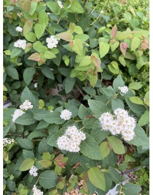Proven Winner Spirea, Spiraea media 'SMSMBK' Double Play® Blue Kazoo® 3G